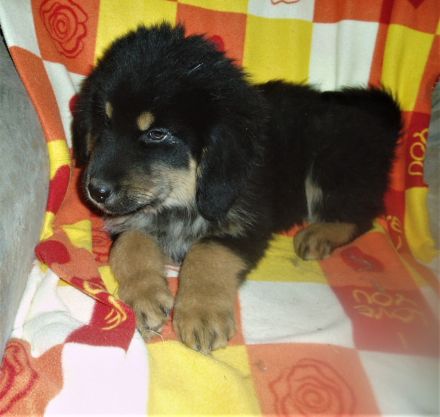 Süsse Do-Khyi Welpen mit Papieren