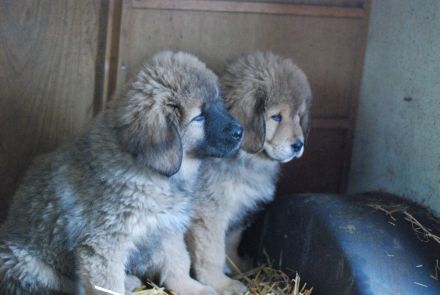 Süsse Do-Khyi Welpen mit Papieren