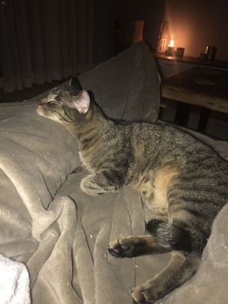 Finus sucht ein neues liebevolles zu Hause ❤️