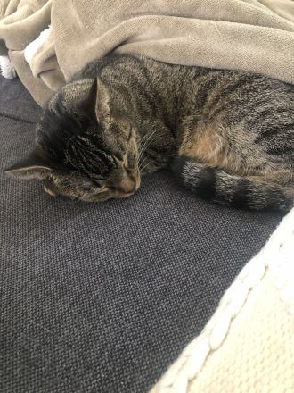 Finus sucht ein neues liebevolles zu Hause ❤️