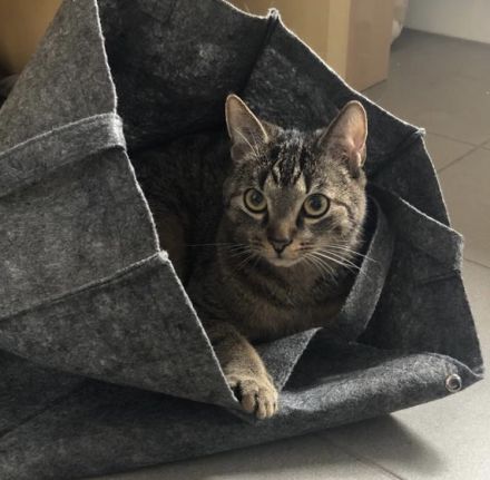 Finus sucht ein neues liebevolles zu Hause ❤️