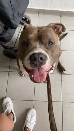 Bully sucht ein neues Zuhause