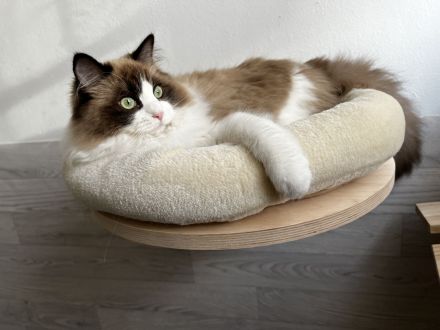 Ragdoll von Oebisfelde