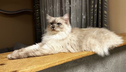 Ragdoll von Oebisfelde