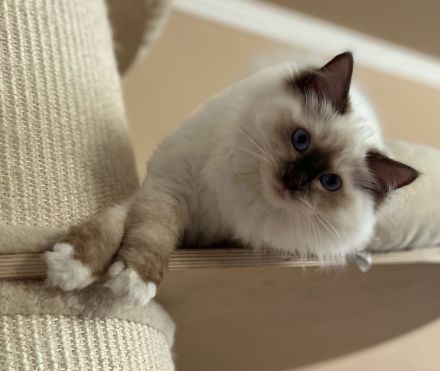 Ragdoll von Oebisfelde