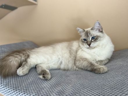 Ragdoll von Oebisfelde