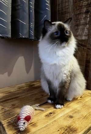Ragdoll von Oebisfelde