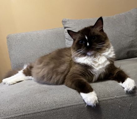 Ragdoll von Oebisfelde