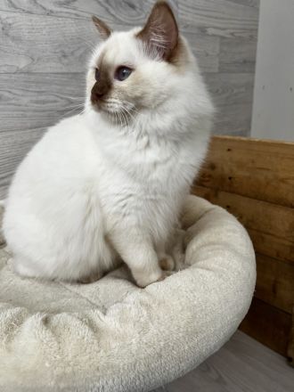 Ragdoll von Oebisfelde