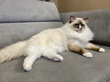 Ragdoll von Oebisfelde