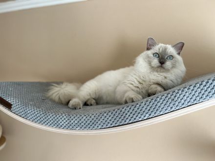 Ragdoll von Oebisfelde