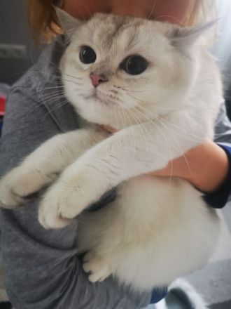 British Kurzhaar BKH Silver Shaded weiblich