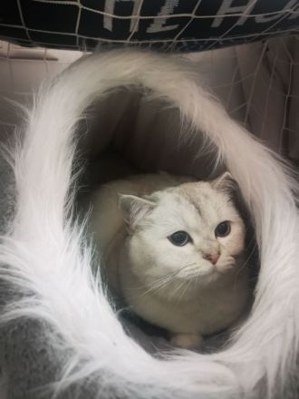 British Kurzhaar BKH Silver Shaded weiblich