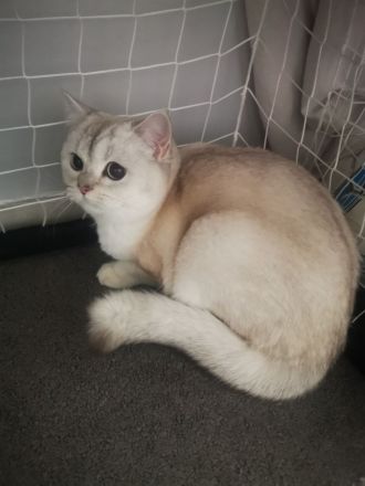 British Kurzhaar BKH Silver Shaded weiblich