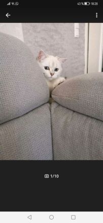 British Kurzhaar BKH Silver Shaded weiblich