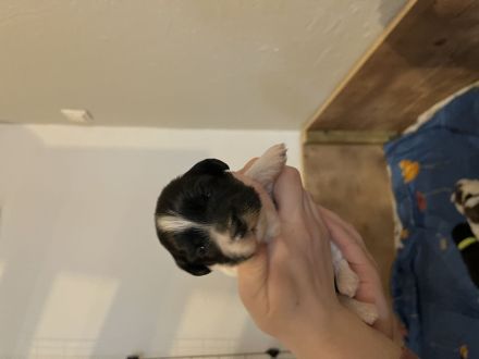 Malteser/Havaneser/Shih-tzu mix Welpen