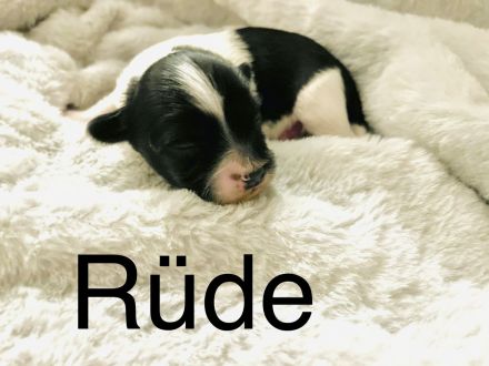 Malteser/Havaneser/Shih-tzu mix Welpen