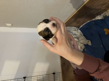 Malteser/Havaneser/Shih-tzu mix Welpen