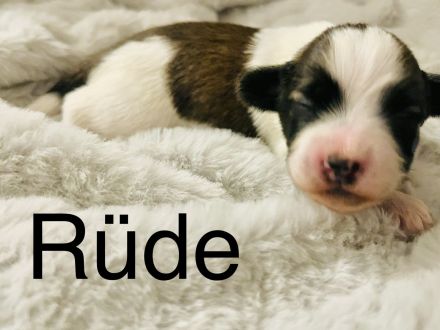 Malteser/Havaneser/Shih-tzu mix Welpen