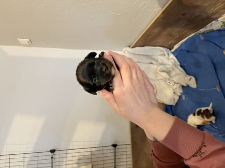 Malteser/Havaneser/Shih-tzu mix Welpen