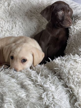 Tolle Labrador Welpen