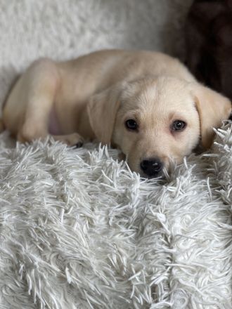 Tolle Labrador Welpen