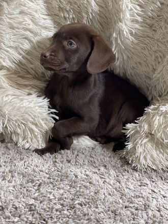 Tolle Labrador Welpen