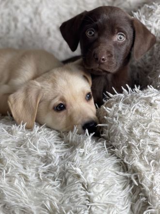 Tolle Labrador Welpen