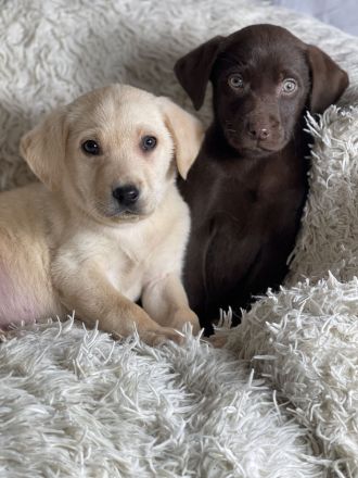 Tolle Labrador Welpen