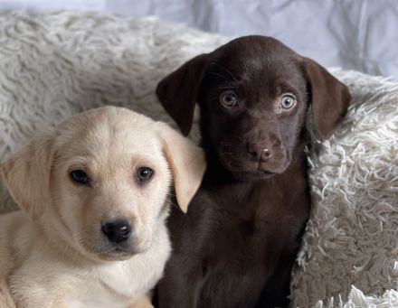 Tolle Labrador Welpen