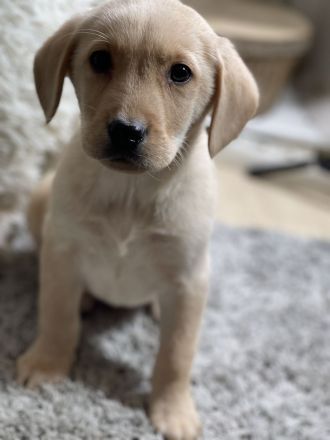 Tolle Labrador Welpen