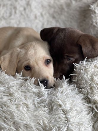 Tolle Labrador Welpen