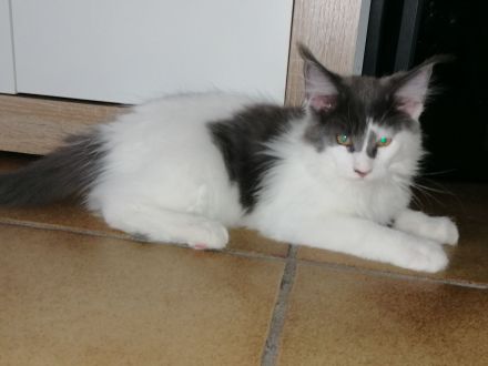 Maine Coon Kater
