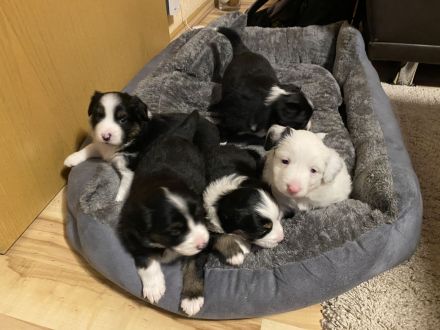 Australien Shepherd Mini Welpen