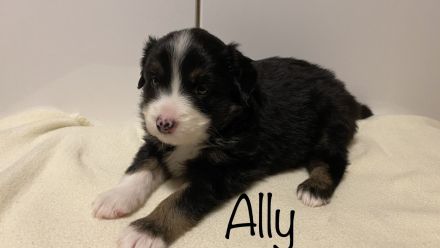 Australien Shepherd Mini Welpen