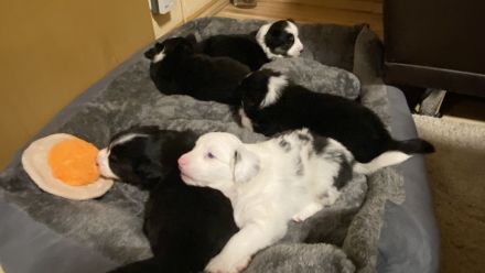 Australien Shepherd Mini Welpen