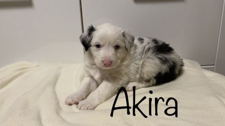 Australien Shepherd Mini Welpen