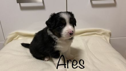 Australien Shepherd Mini Welpen