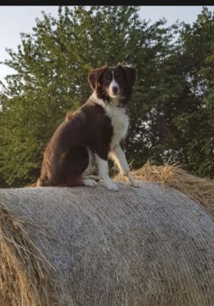 Australien Shepherd Mini Welpen