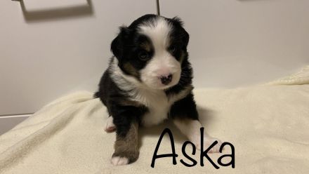 Australien Shepherd Mini Welpen