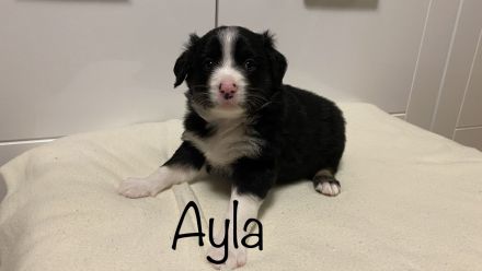 Australien Shepherd Mini Welpen