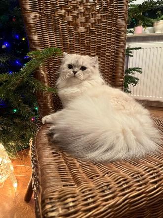 BLH Katze mit Stammbaum