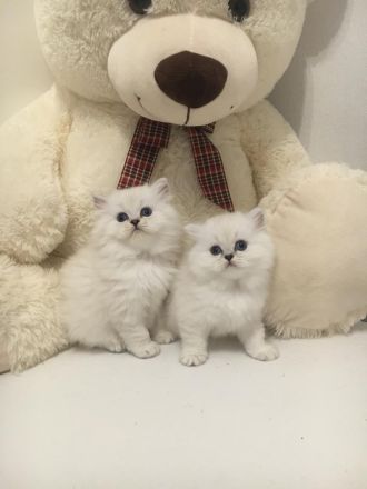 BLH Kitten mit Stammbaum