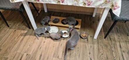 1 reinrassig russisch blau Kitten