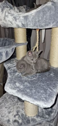 1 reinrassig russisch blau Kitten