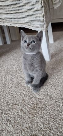 1 reinrassig russisch blau Kitten
