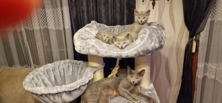 1 reinrassig russisch blau Kitten