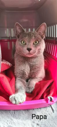 1 reinrassig russisch blau Kitten