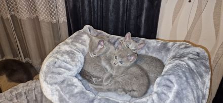 1 reinrassig russisch blau Kitten