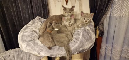 1 reinrassig russisch blau Kitten